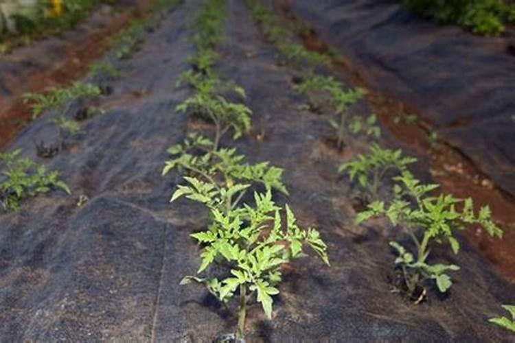 西红柿何时冲施高钾肥