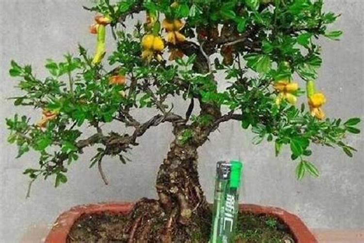 如何使桑椹开花不掉