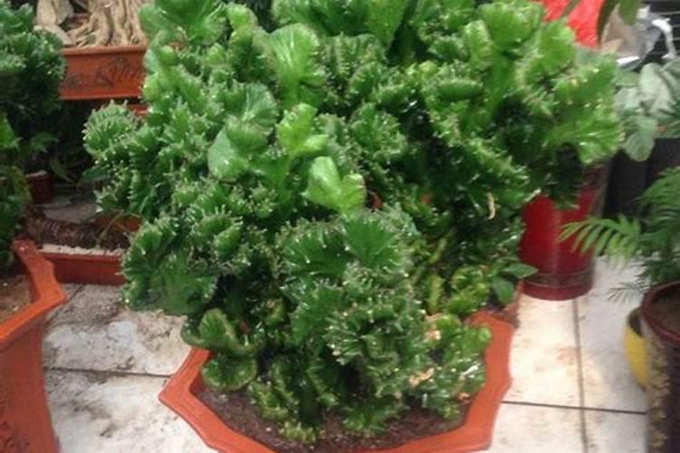 金麒麟花颜色发黄不够绿