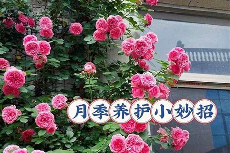 玫瑰施肥方法,用什么肥好