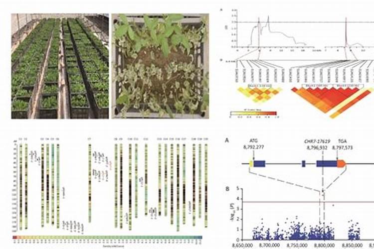 大豆喷什么叶面肥结果多？大豆膨大剂哪个牌子的好？