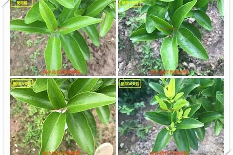 苹果控梢促花用什么好？腐植酸水溶肥有效果吗