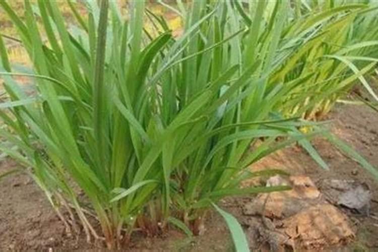 田地“营养不足”施肥就用葆力素(硫酸钾钙镁)