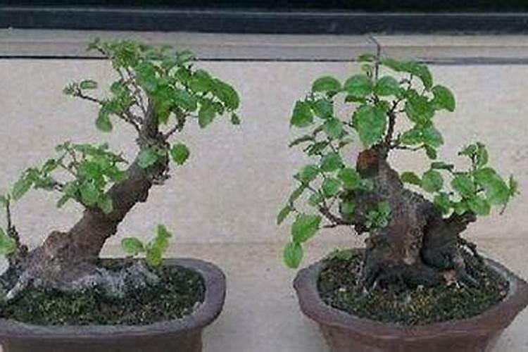 雀梅盆景养护方法