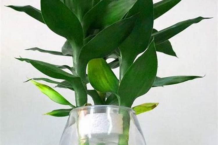 大棚韭菜长的慢用何种叶面肥好