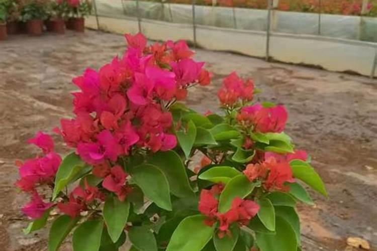 碱性土壤怎么变酸性土壤