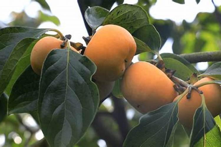 西红柿喷什么叶面肥最好