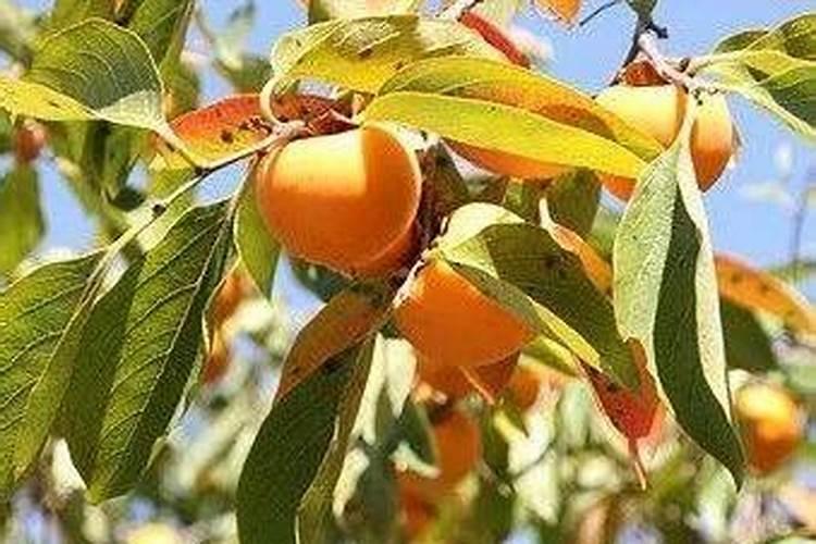 西红柿喷什么叶面肥最好