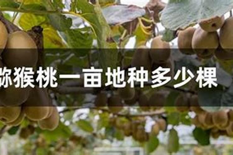 种猕猴桃施什么肥