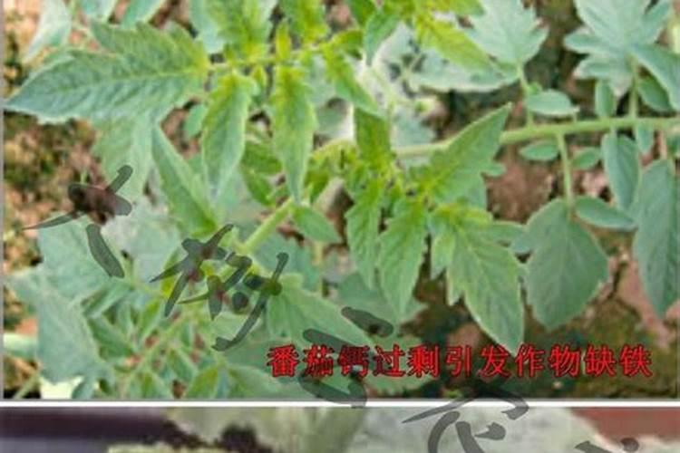 葡萄肥镁肥害了怎么办