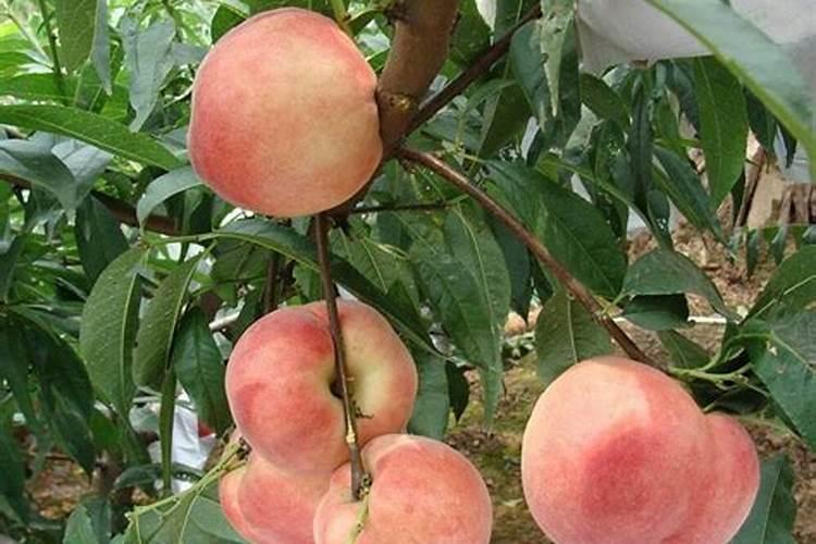 桃树保花保果冲施什么肥料好？桃树膨果期用什么化肥好？