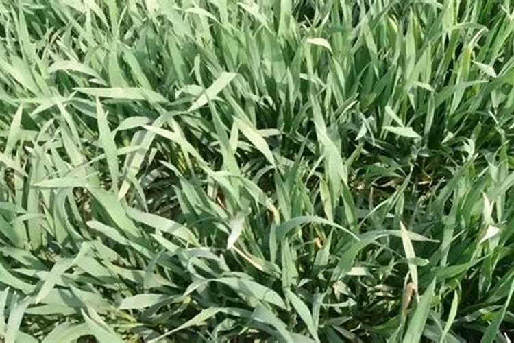 小麦底肥用二铵和尿素为什么不高产