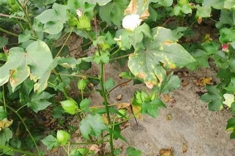 棉花施钾肥最佳时间 使用方法及注意事项