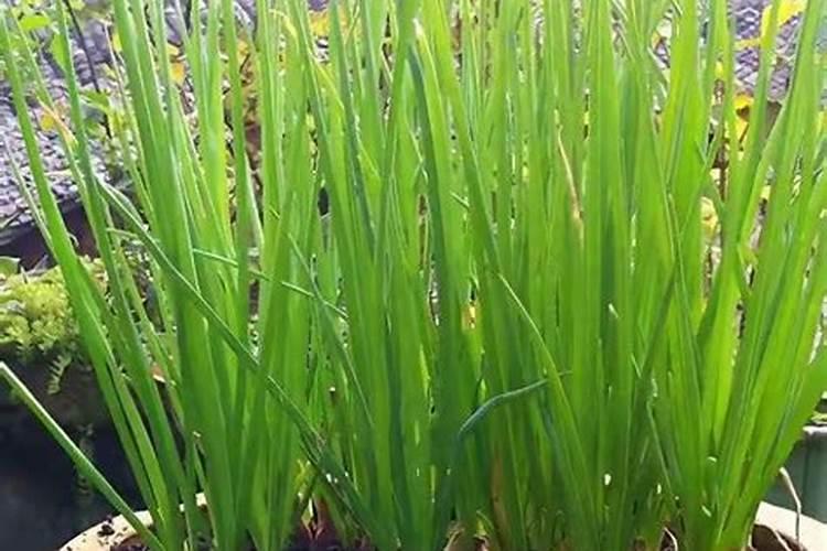 复合肥养分标识中中微量元素含量达到多少才能标注