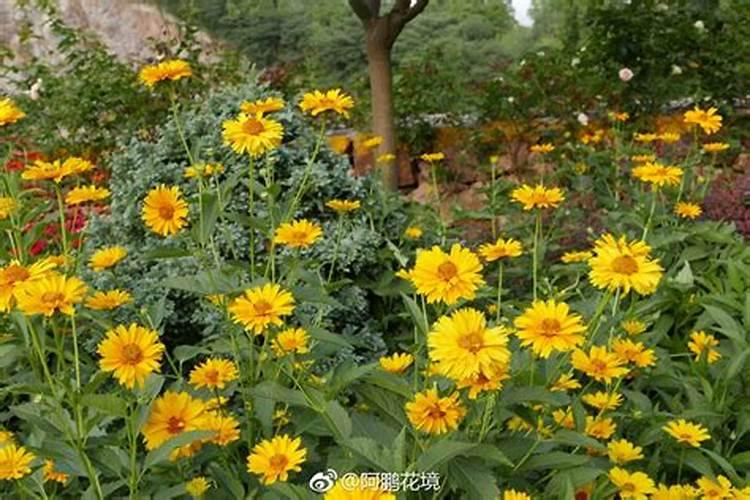 氮肥适合浇什么花