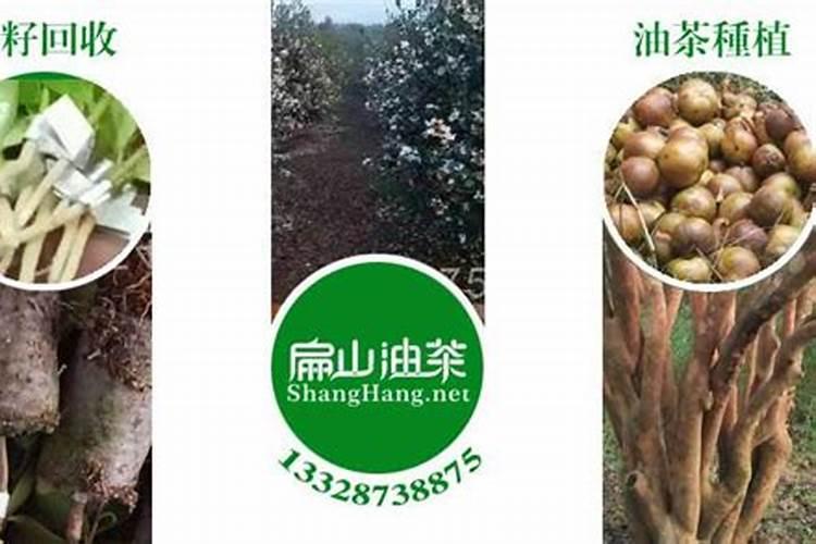 葡萄苗在哪里买