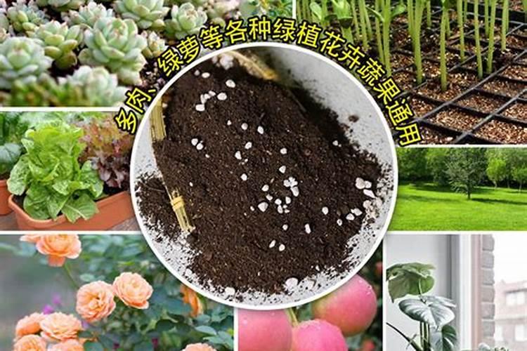 种米兰花的方法 切忌使用浓肥