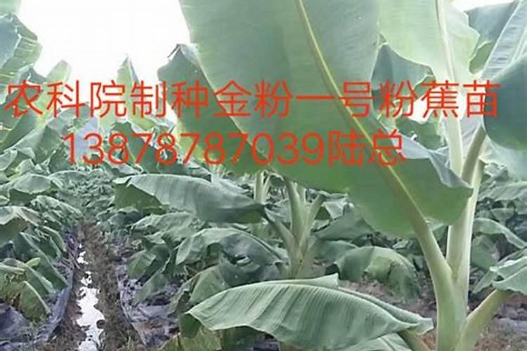 香蕉多少肥料好