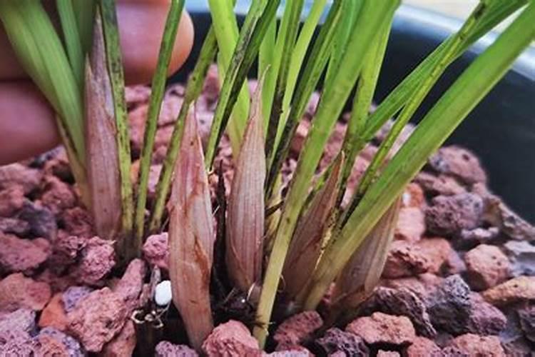 兰花有花苞后要施花多多2号吗(怎样使用花多多1号)