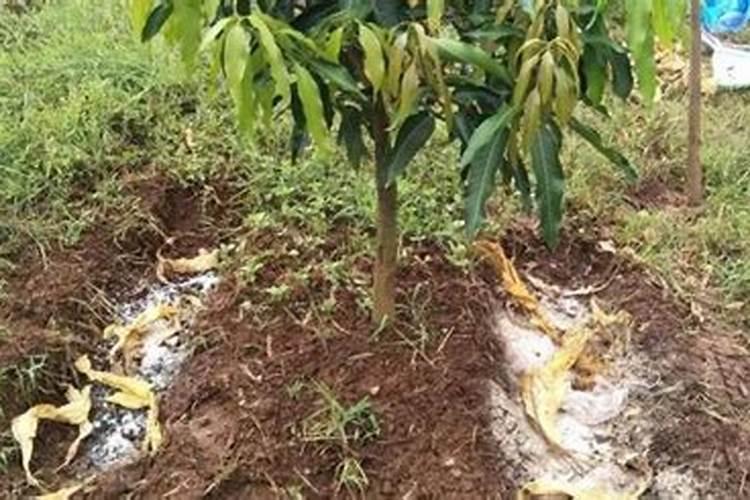 芒果冬季如何种植管理 安全过冬方法是什么