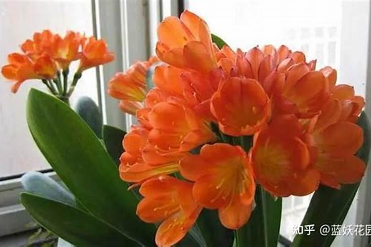 君子兰施肥时间,施什么肥最好