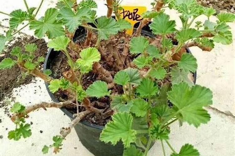 芦柑的药用价值大盘点