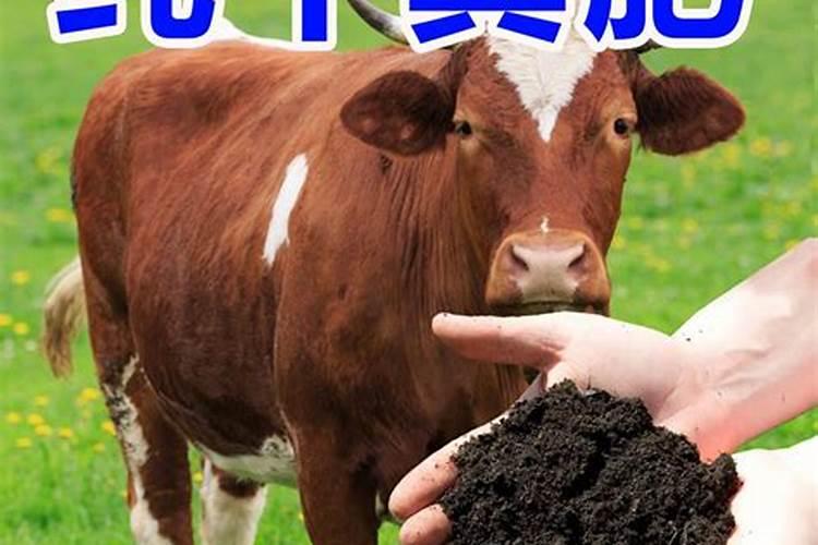 君子兰施什么肥？马粪是否比牛粪羊粪还好？