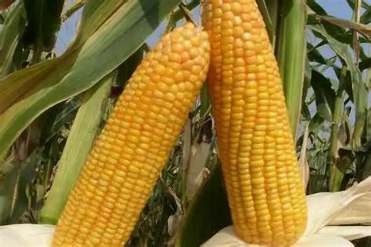 玉米施加钙肥的最佳时间 什么时候使用合适