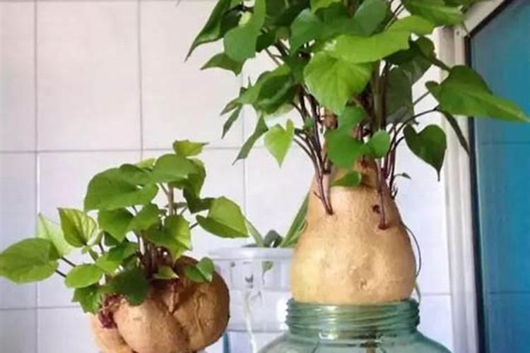 如何种地瓜盆栽