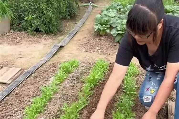 蒜苗生长期能用冲施肥啊怎么用啊