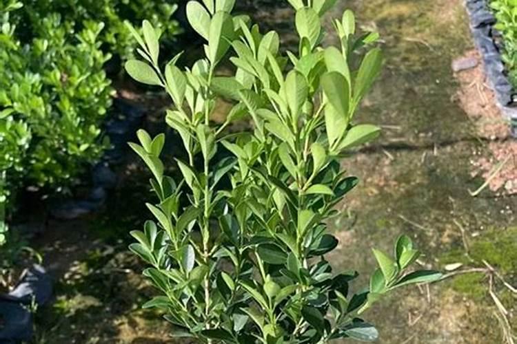 瓜子黄杨苗怎么施肥