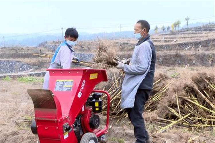 烤烟氮肥过多不落黄剥皮有用吗？