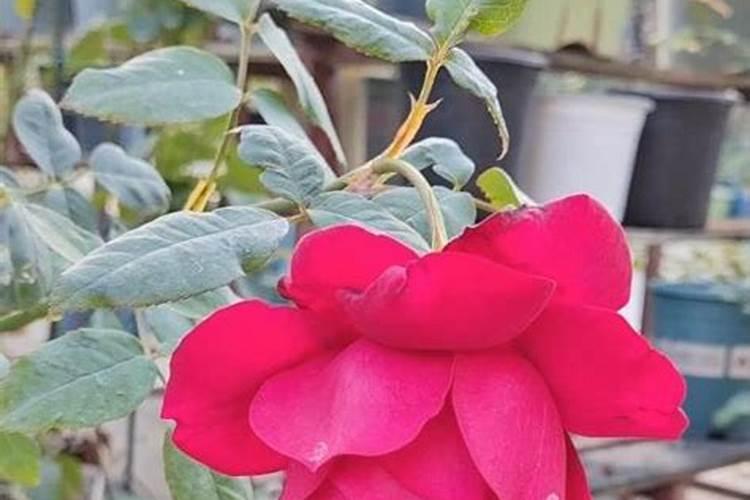 禽畜粪有机肥有市场吗