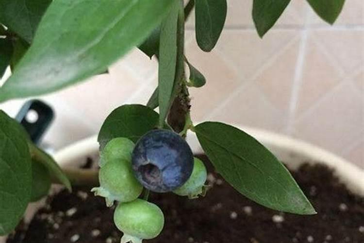 硝酸钾水溶肥能用于蓝莓种植吗？