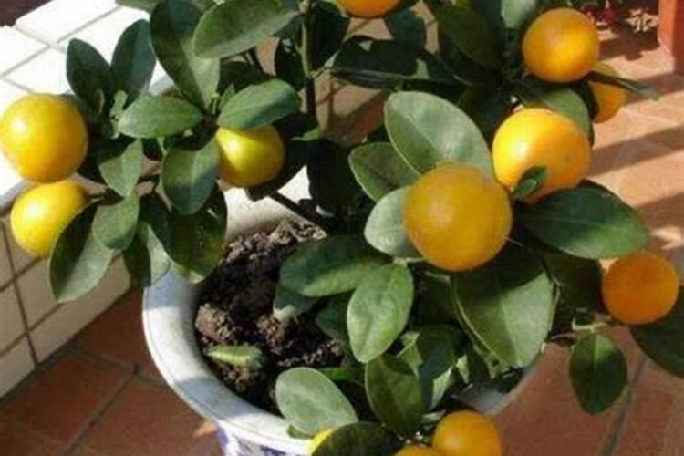 冰菜的种植方法