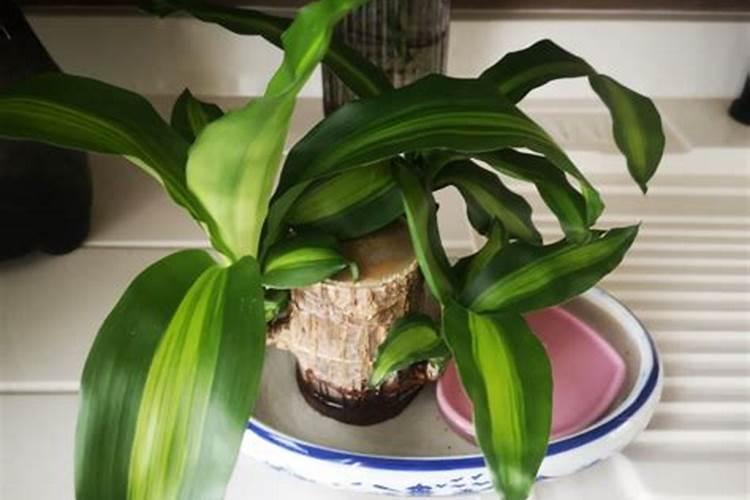 氮肥怎么用对植物好