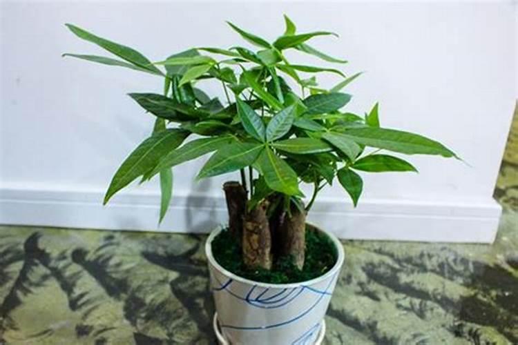 氮肥养花一克用多少水兑