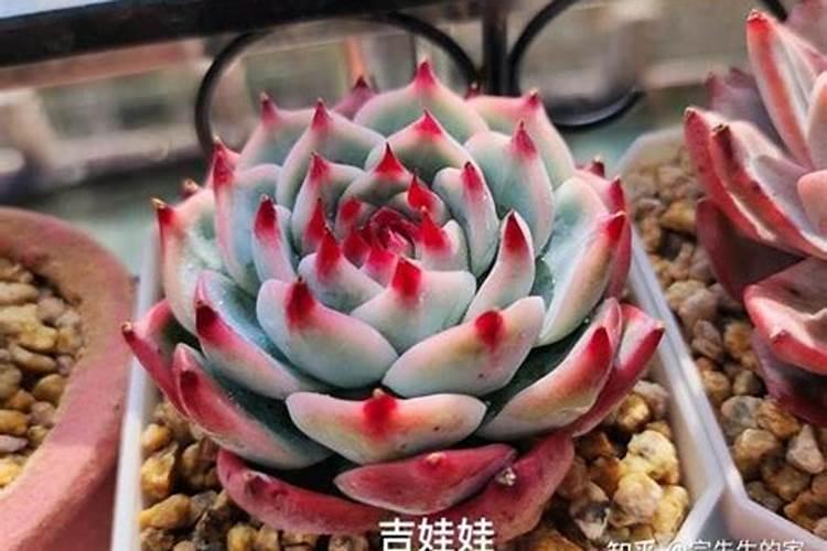 多肉浇什么肥水最好