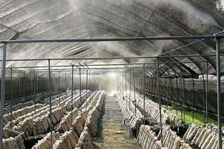 大棚蔬菜底肥用微生物菌肥效果怎么样？