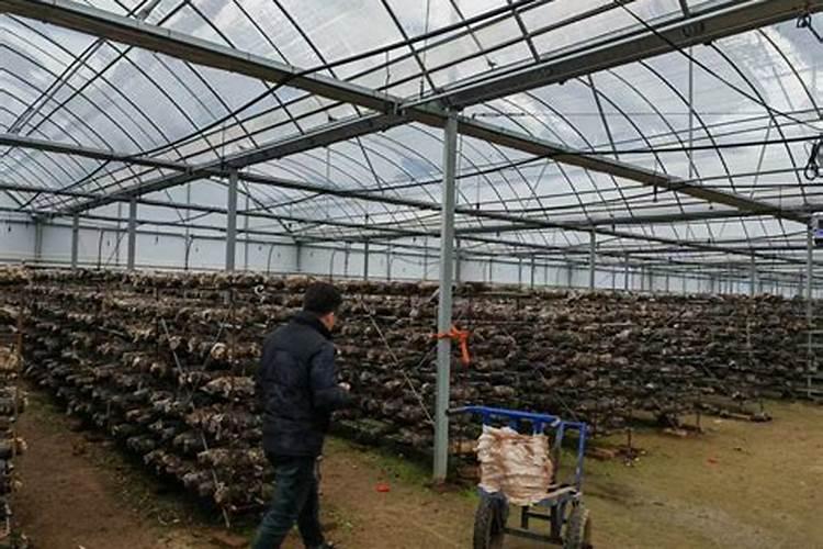 大棚黄瓜底肥用啥肥料？福进门复合生物菌肥可以吗