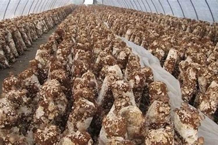 菌肥的作用和功能 附正确的使用方法