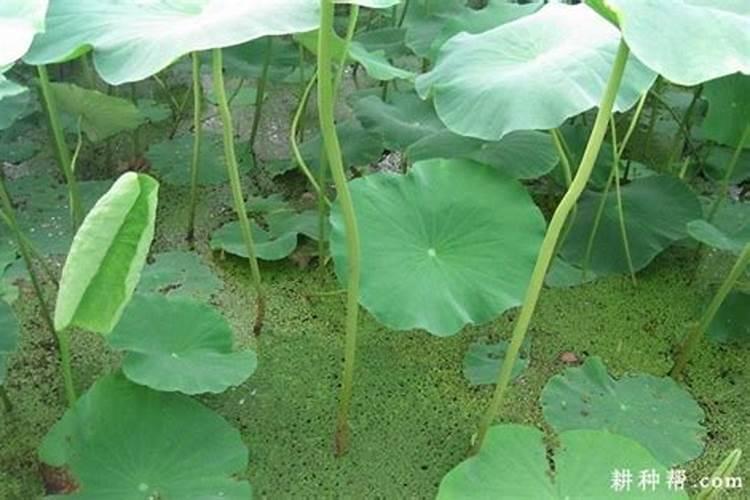 莲藕施什么肥？