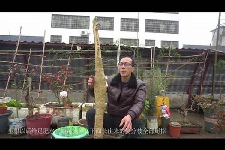 如何使植物的茎粗壮