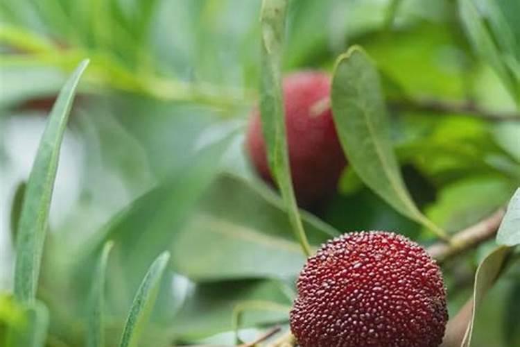 杨梅在幼果期、膨大期、转色期用什么肥料作根灌浇水有效果？