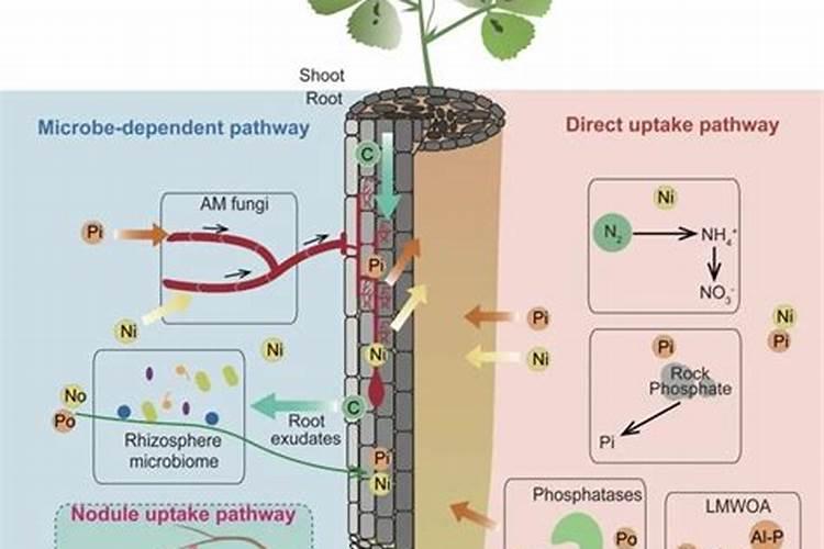 桃树对氮、磷、钾吸收有什么规律？