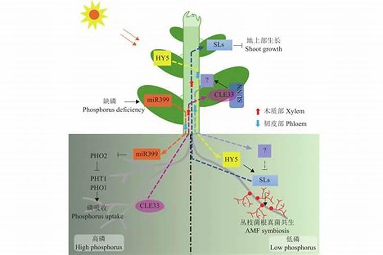 氮磷钾肥怎样合理分配