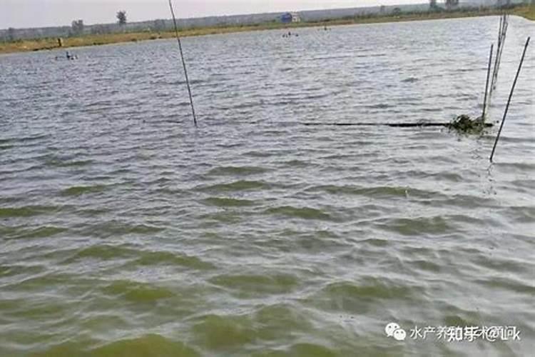 花草浇什么肥料合适