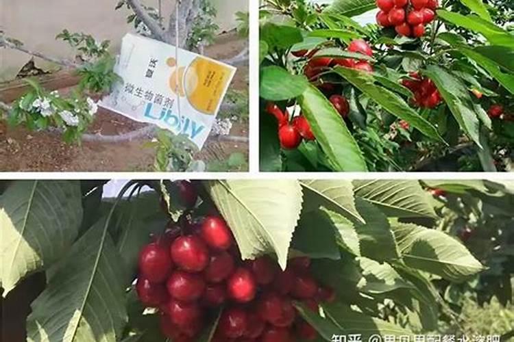 樱桃苗木的施肥追肥要注意事项