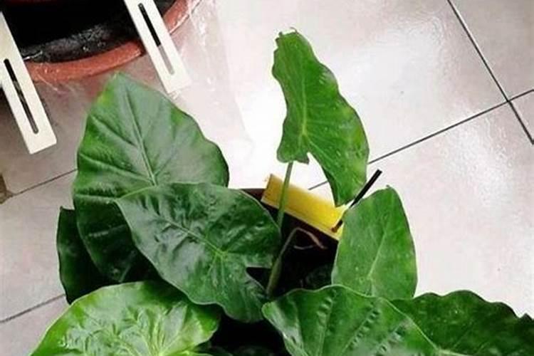 滴水观音可以施什么肥料