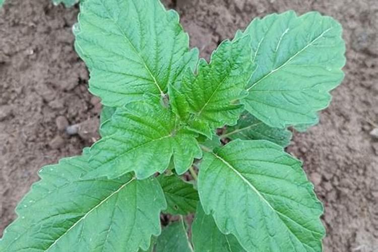 芝麻追肥用什么肥料好